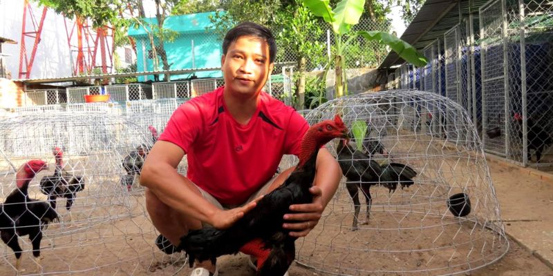 Gà chọi nòi - Một trong các giống gà phổ biến nhất Việt Nam