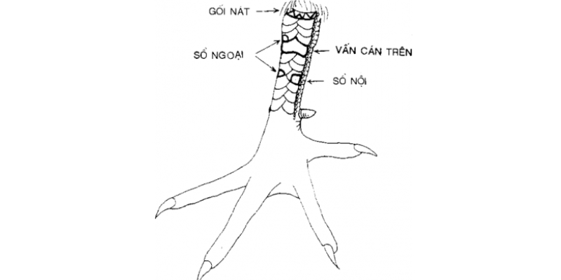 Hình ảnh minh họa nhận biết 