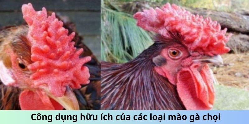 Công dụng hữu ích của các loại mào gà chọi