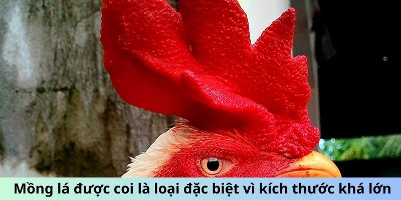 Mồng lá được coi là loại đặc biệt vì kích thước khá lớn