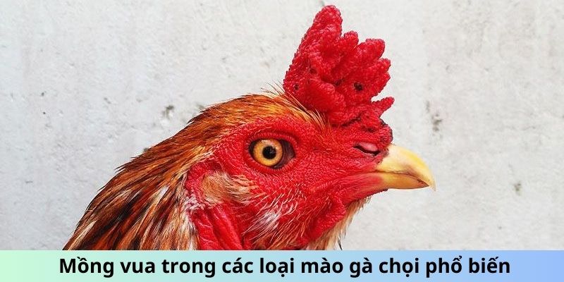 Mồng vua trong các loại mào gà chọi phổ biến