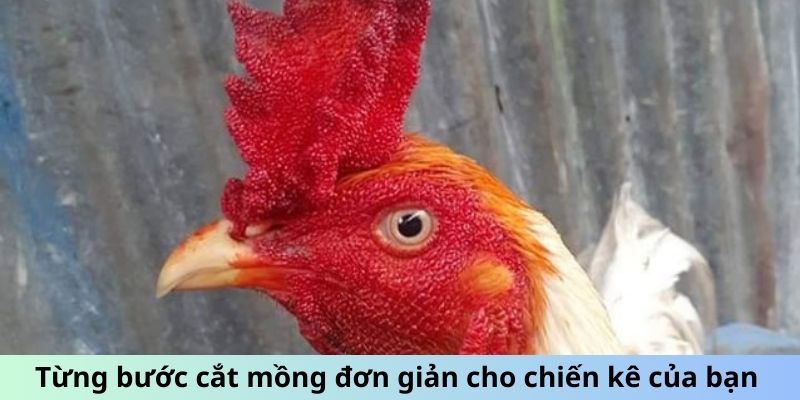 Từng bước cắt mồng đơn giản cho chiến kê của bạn  