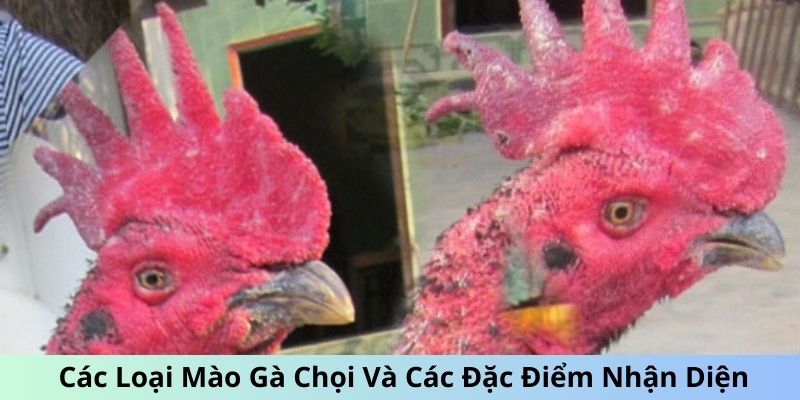 các loại mào gà chọi