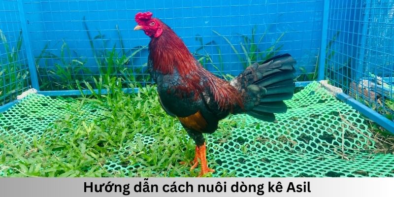 Hướng dẫn cách nuôi dòng kê Asil